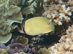 Chaetodon citrinellus