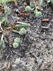 Euphorbia tuberosa