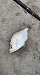 Hyperprosopon argenteum