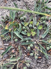 Euphorbia tuberosa
