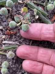 Euphorbia tuberosa