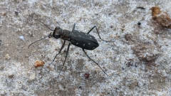 Cicindela ocellata