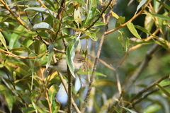 Phylloscopus collybita