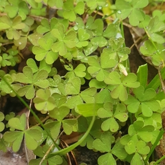 Oxalis exilis