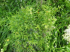 Solanum pseudocapsicum