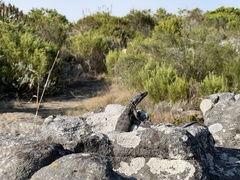 Pseudocordylus melanotus