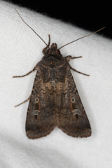 Agrotis infusa