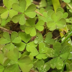 Oxalis exilis