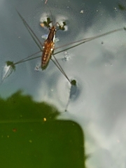 Limnometra