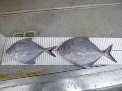 Parastromateus niger