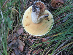 Suillus placidus