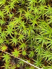 Polytrichum formosum
