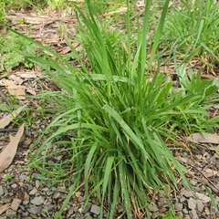 Microlaena stipoides