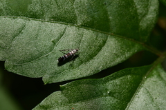 Cosmopterigidae