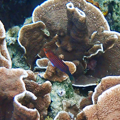 Pseudocheilinus hexataenia