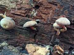 Callistosporium purpureomarginatum