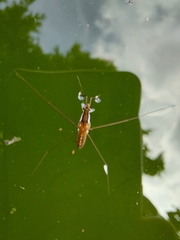 Limnometra