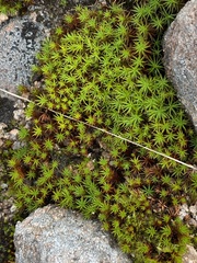 Polytrichum formosum