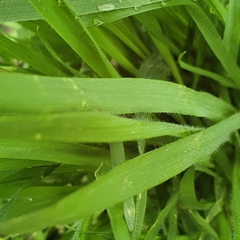 Microlaena stipoides