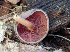 Callistosporium purpureomarginatum