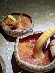 Callistosporium purpureomarginatum