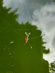 Limnometra