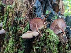 Callistosporium purpureomarginatum