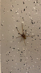 Eratigena