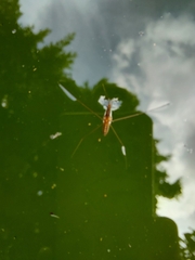 Limnometra