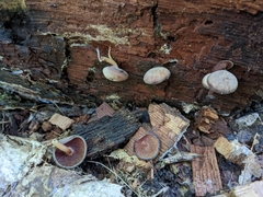 Callistosporium purpureomarginatum