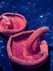 Callistosporium purpureomarginatum