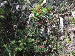 Stenanthera conostephioides