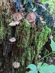 Callistosporium purpureomarginatum