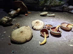 Callistosporium purpureomarginatum