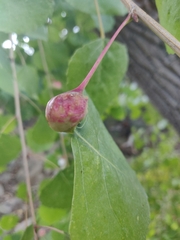 Pemphigus obesinymphae