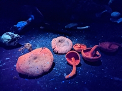 Callistosporium purpureomarginatum