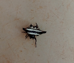 Gasteracantha geminata