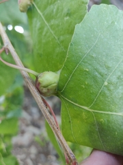 Pemphigus obesinymphae