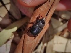 Temnorhynchus baal