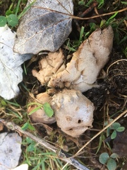 Myriostoma coliforme