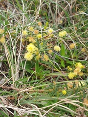 Acacia aculeatissima