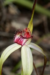 Caladenia fulva