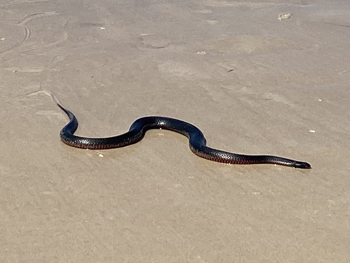 10 Facts About the Red-Bellied Black Snake – Snake Radar