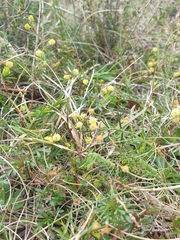 Acacia aculeatissima