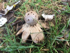 Myriostoma coliforme