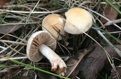 Hebeloma sacchariolens