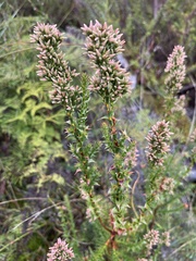 Sprengelia incarnata