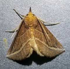 Phyprosopus callitrichoides