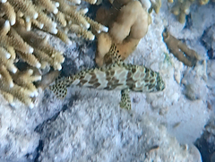 Epinephelus merra