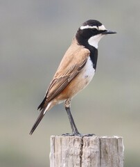 Oenanthe pileata pileata